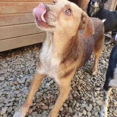 Tierschutzhunde suchen ein Zuhause-Beitrag-Bild