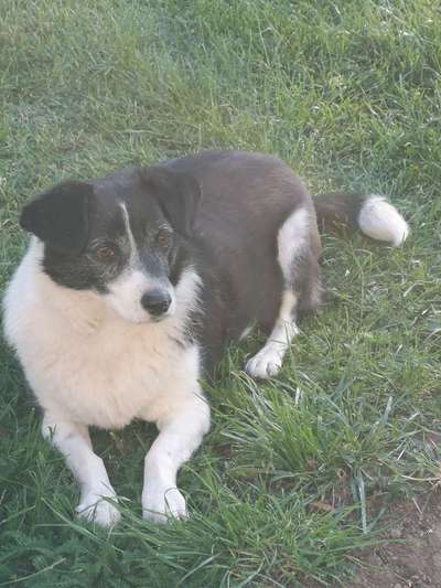 Mischlingshunde Foto Aufruf-Beitrag-Bild