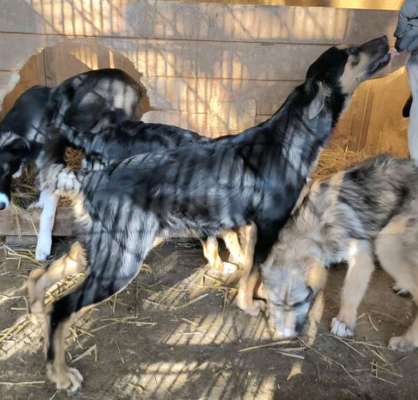 Tierschutzhunde suchen ein Zuhause-Beitrag-Bild
