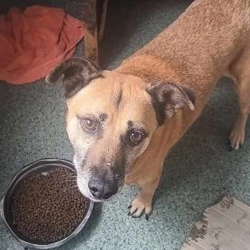 Tierschutzhunde suchen ein Zuhause-Beitrag-Bild