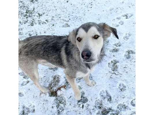 Tierschutzhunde suchen ein Zuhause-Beitrag-Bild