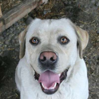Tierschutzhunde suchen ein Zuhause-Beitrag-Bild