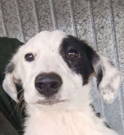 Tierschutzhunde suchen ein Zuhause-Beitrag-Bild