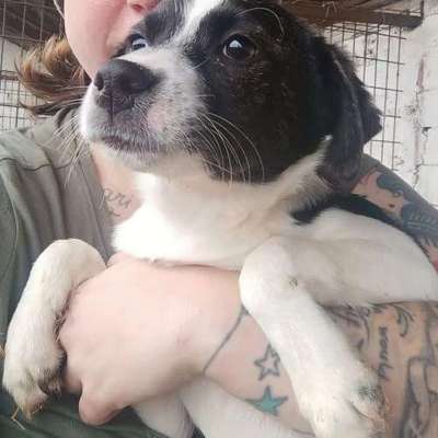 Tierschutzhunde suchen ein Zuhause-Beitrag-Bild