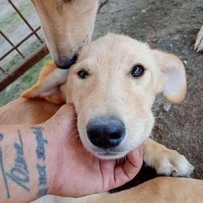 Tierschutzhunde suchen ein Zuhause-Beitrag-Bild