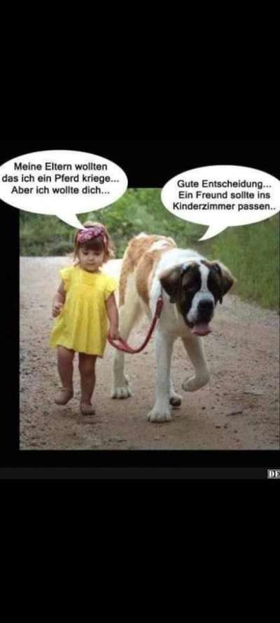 Hunde Memes-Beitrag-Bild