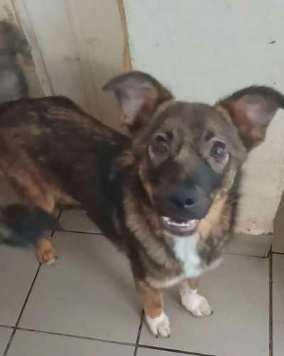 Tierschutzhunde suchen ein Zuhause-Beitrag-Bild