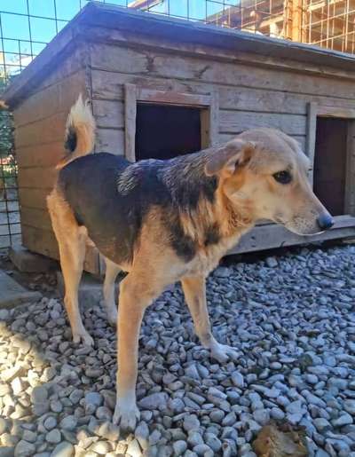 Tierschutzhunde suchen ein Zuhause-Beitrag-Bild