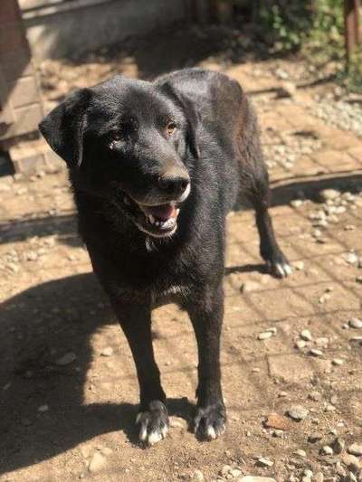 Tierschutzhunde suchen ein Zuhause-Beitrag-Bild