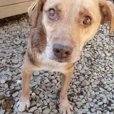 Tierschutzhunde suchen ein Zuhause-Beitrag-Bild