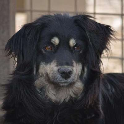 Tierschutzhunde suchen ein Zuhause-Beitrag-Bild