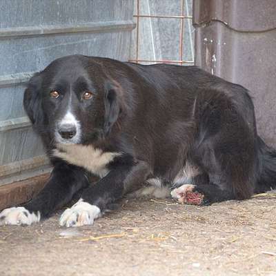 Tierschutzhunde suchen ein Zuhause-Beitrag-Bild