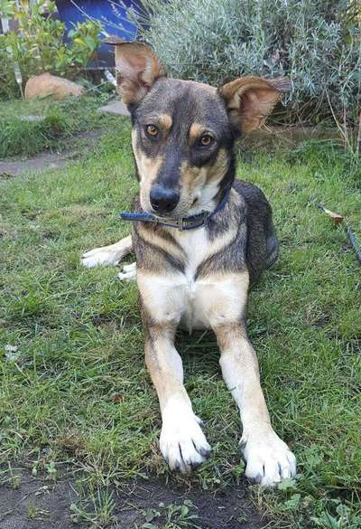 Tierschutzhunde suchen ein Zuhause-Beitrag-Bild