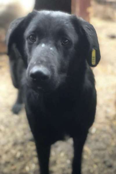 Tierschutzhunde suchen ein Zuhause-Beitrag-Bild