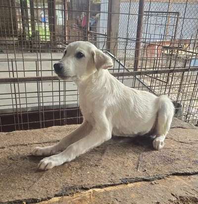 Tierschutzhunde suchen ein Zuhause-Beitrag-Bild