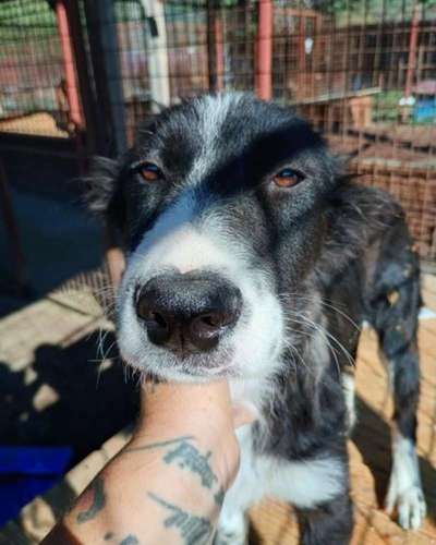 Tierschutzhunde suchen ein Zuhause-Beitrag-Bild