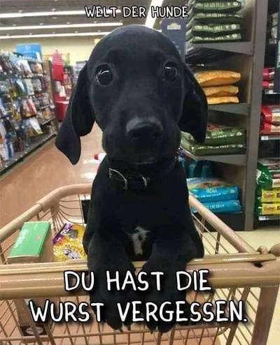 Hunde Memes-Beitrag-Bild