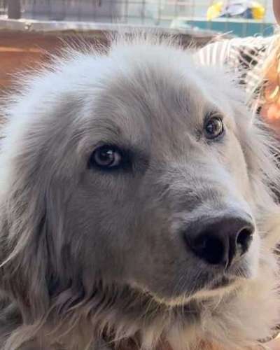 Tierschutzhunde suchen ein Zuhause-Beitrag-Bild