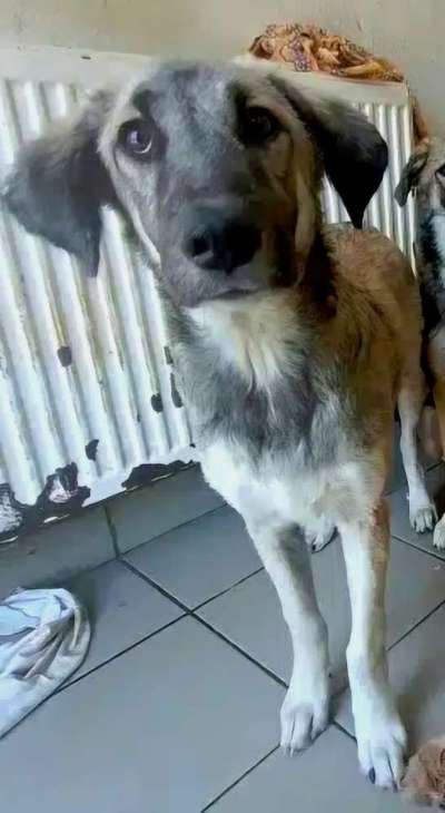 Tierschutzhunde suchen ein Zuhause-Beitrag-Bild