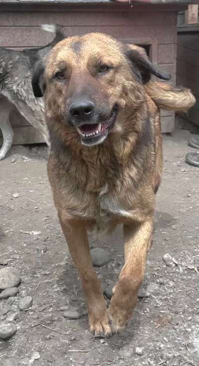 Tierschutzhunde suchen ein Zuhause-Beitrag-Bild