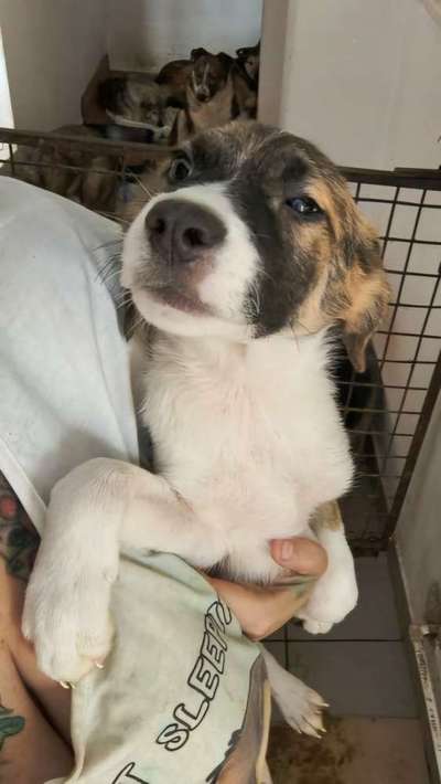 Tierschutzhunde suchen ein Zuhause-Beitrag-Bild