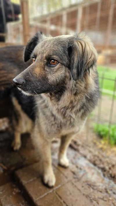Tierschutzhunde suchen ein Zuhause-Beitrag-Bild