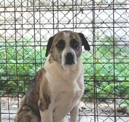 Tierschutzhunde suchen ein Zuhause-Beitrag-Bild