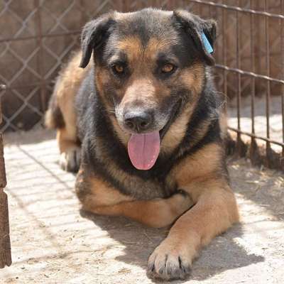 Tierschutzhunde suchen ein Zuhause-Beitrag-Bild