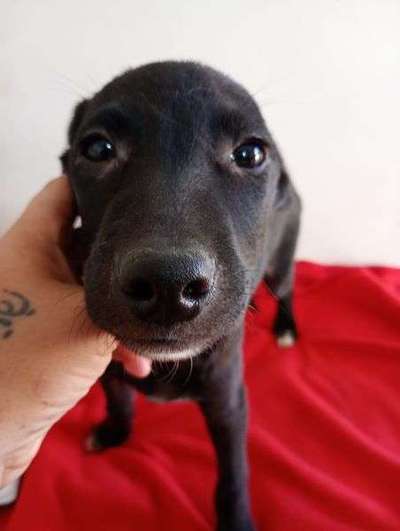 Tierschutzhunde suchen ein Zuhause-Beitrag-Bild