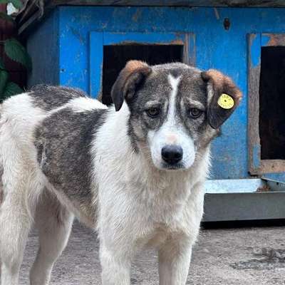 Tierschutzhunde suchen ein Zuhause-Beitrag-Bild