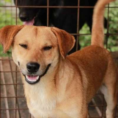 Tierschutzhunde suchen ein Zuhause-Beitrag-Bild