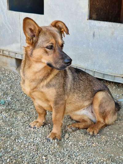 Tierschutzhunde suchen ein Zuhause-Beitrag-Bild