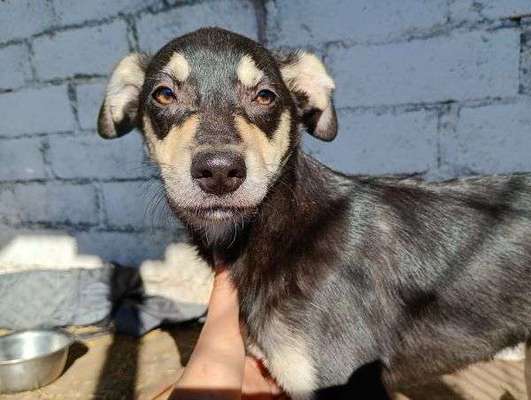 Tierschutzhunde suchen ein Zuhause-Beitrag-Bild