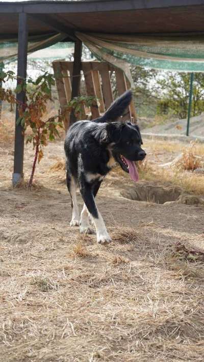Tierschutzhunde suchen ein Zuhause-Beitrag-Bild