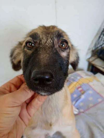 Tierschutzhunde suchen ein Zuhause-Beitrag-Bild