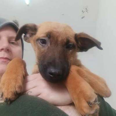 Tierschutzhunde suchen ein Zuhause-Beitrag-Bild