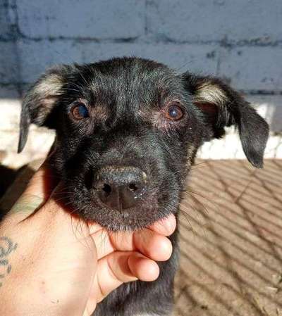 Tierschutzhunde suchen ein Zuhause-Beitrag-Bild