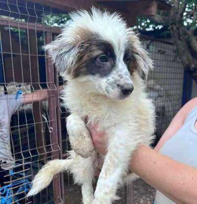 Tierschutzhunde suchen ein Zuhause-Beitrag-Bild