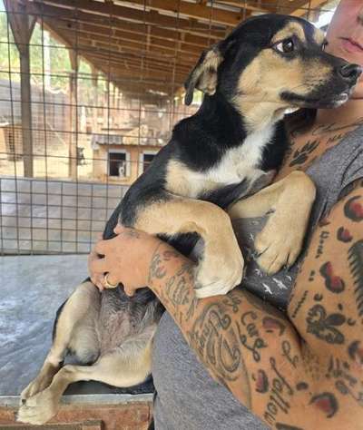 Tierschutzhunde suchen ein Zuhause-Beitrag-Bild