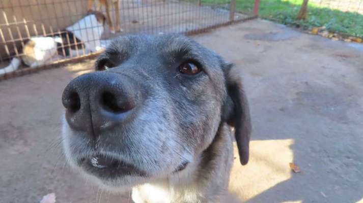 Tierschutzhunde suchen ein Zuhause-Beitrag-Bild