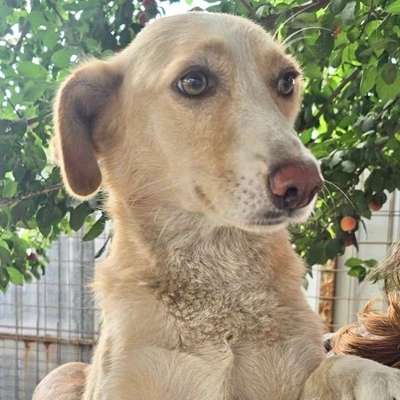 Tierschutzhunde suchen ein Zuhause-Beitrag-Bild