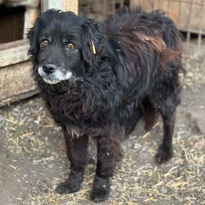 Tierschutzhunde suchen ein Zuhause-Beitrag-Bild