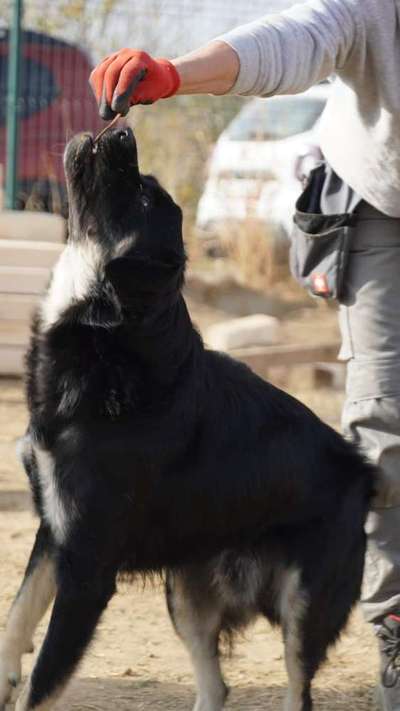 Tierschutzhunde suchen ein Zuhause-Beitrag-Bild