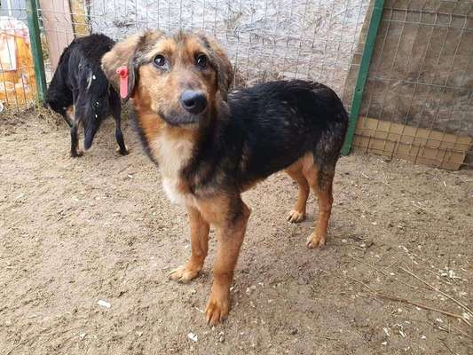 Tierschutzhunde suchen ein Zuhause-Beitrag-Bild