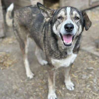 Tierschutzhunde suchen ein Zuhause-Beitrag-Bild