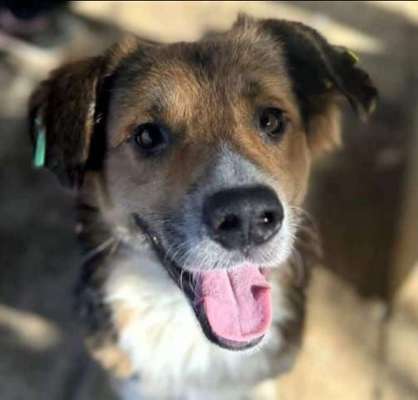 Tierschutzhunde suchen ein Zuhause-Beitrag-Bild