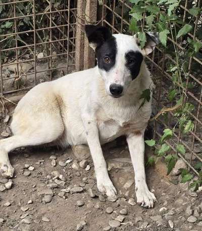 Tierschutzhunde suchen ein Zuhause-Beitrag-Bild