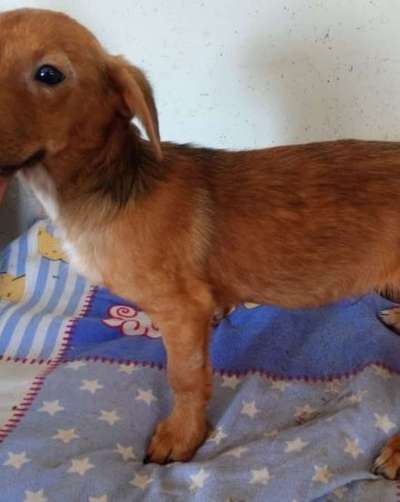 Tierschutzhunde suchen ein Zuhause-Beitrag-Bild