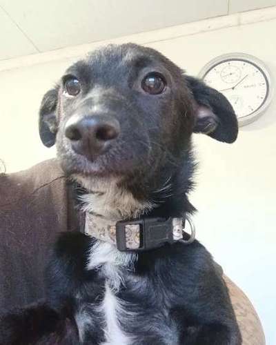 Tierschutzhunde suchen ein Zuhause-Beitrag-Bild