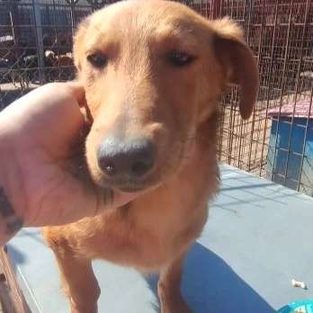 Tierschutzhunde suchen ein Zuhause-Beitrag-Bild